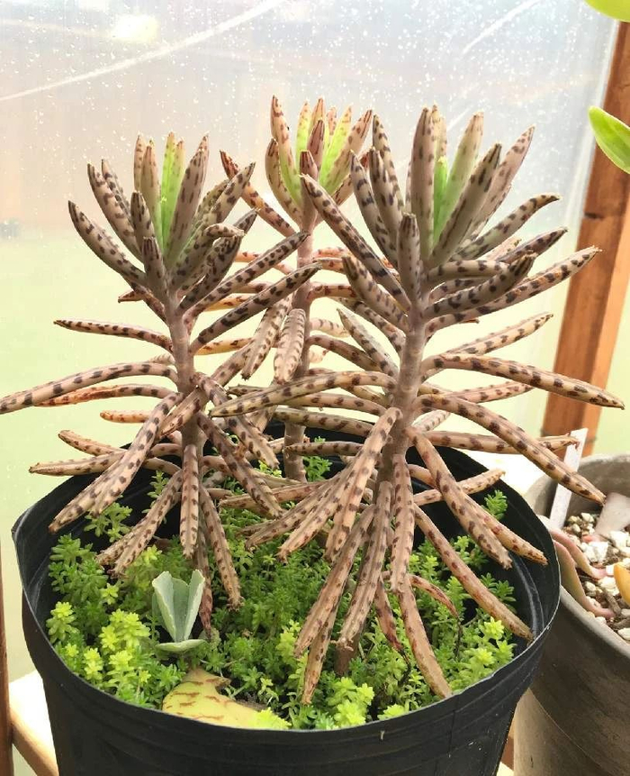 不死鸟多肉夏天随便养不会挂，品种很多，冬春开花就特好看|叶片|盆栽|土壤|温度|阳光_新浪新闻