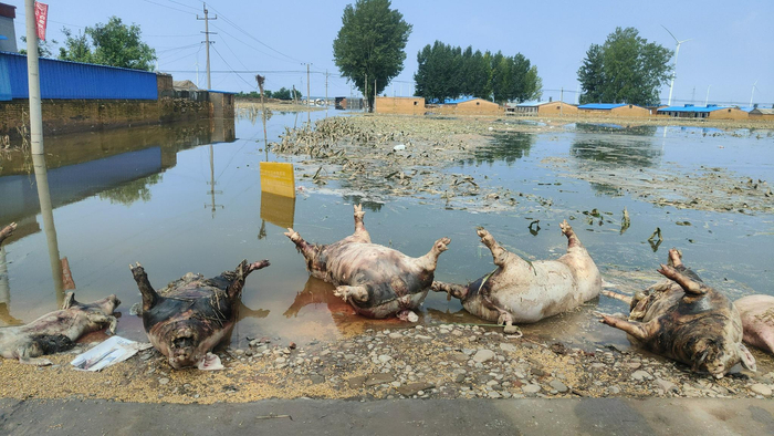 7月27日，淇县西岗镇原庄村路边，猪的尸体正等待被清运。新京报记者 刘瑞明 摄