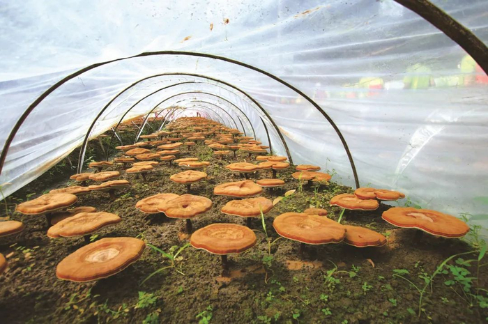 无限极灵芝种植基地 来源：无限极