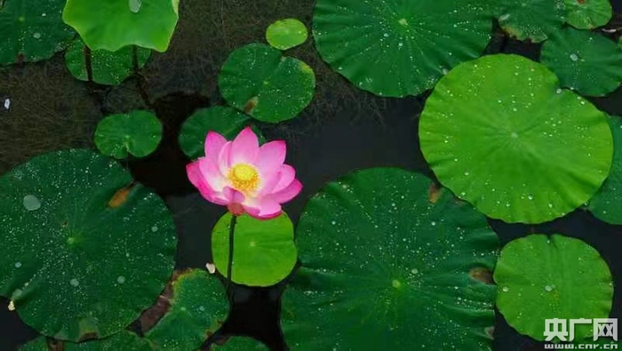 迎骄阳而不骄，出淤泥而不染（央广网发 张海东 摄）
