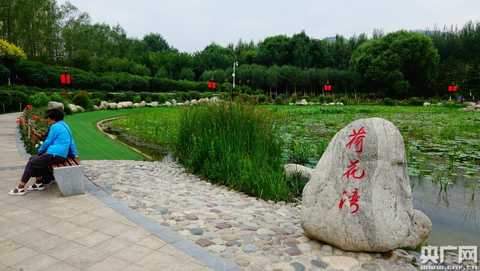接天莲叶无穷碧，映日荷花别样红（央广网发 张海东 摄）