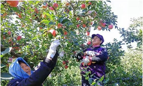 采摘苹果有严格的标准,必须带果柄|果柄|苹果|果筐