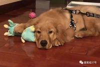 金毛犬Siri之死背后:被偷换、暗箱操作、套牌