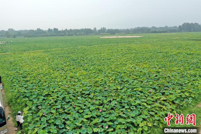稷山县汾河国家湿地公园内大片荷花相继绽放，吸引了不少游人前来观赏。　王璟 摄
