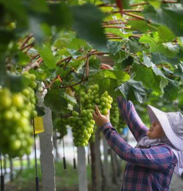 浙江省嘉兴市海盐县，工作人员在采收葡萄。图片来源：新华社