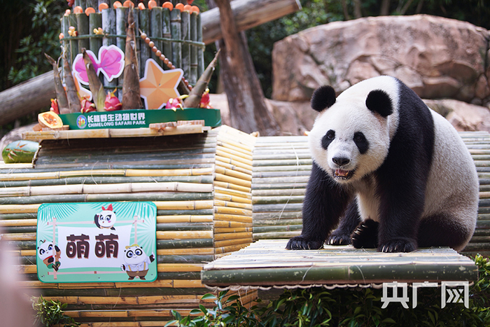 安静乖巧的萌萌。（央广网记者 官文清 摄）