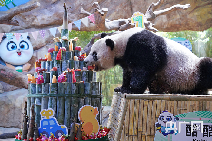 熊猫三胞胎中的“小吃货”酷酷。（央广网记者 官文清 摄）