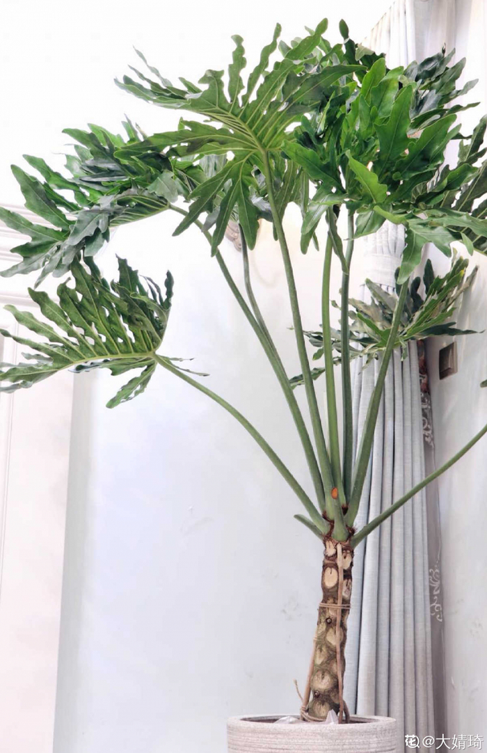 15种健康植物1间房1盆颜值高好养活