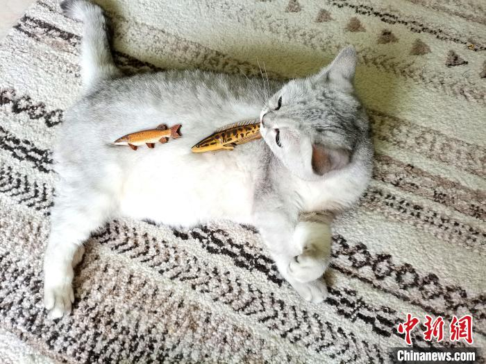 沈辉制作的彩绘木雕小鱼受到猫咪喜爱。　周燕玲 摄