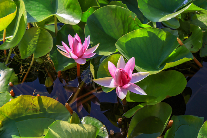 湖水中盛开的睡莲，娇小玲珑。年磊摄央广网发