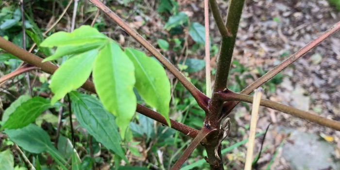 不小心接触到漆树怎么办,分享2招方法,简单还实用