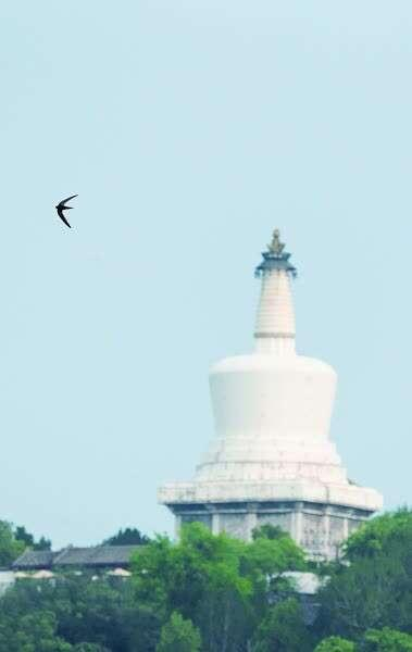 北海公园上空翱翔的北京雨燕 本报记者 徐谭摄/光明图片