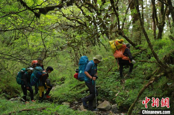 探险途中穿越茂密森林。刘勇 供图