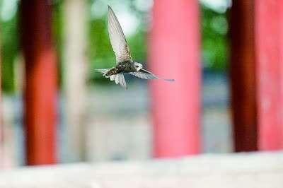 在古建筑间翻飞的北京雨燕 杨华摄/光明图片