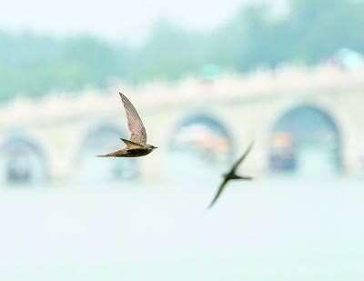 颐和园里的北京雨燕 毛成扬摄/光明图片