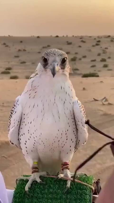 鹰隼,土豪们的宠物!一只可以换北上广几套房