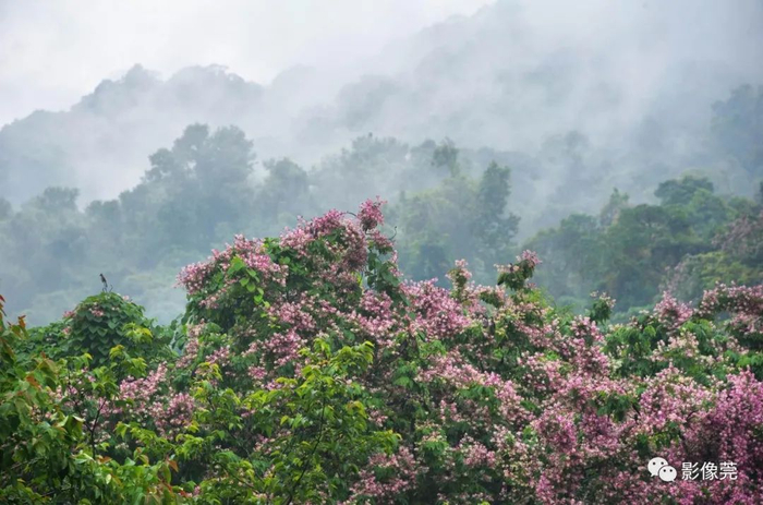 ▲短萼仪花 @刘宠杨 摄