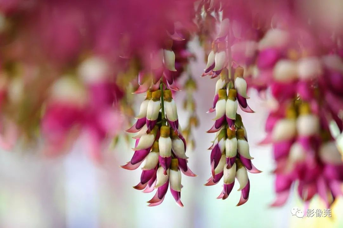 ▲禾雀花 @李国雄 摄