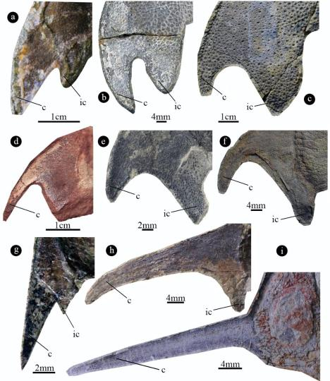 镰角可能代表了原始的钩角和特化的翼角之间的中间过渡状态。　盖志琨 摄
