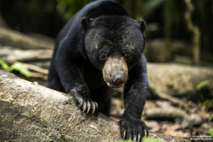 《伊甸园：最后的秘境》剧照