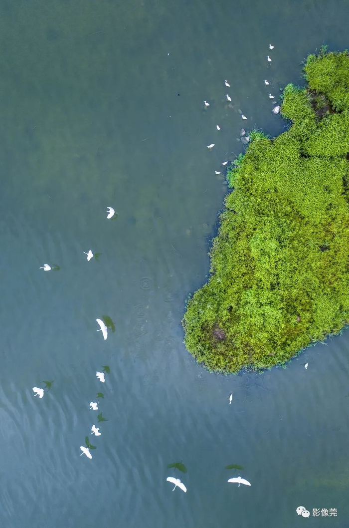 ▲白鹭天堂   @曾业荣 摄