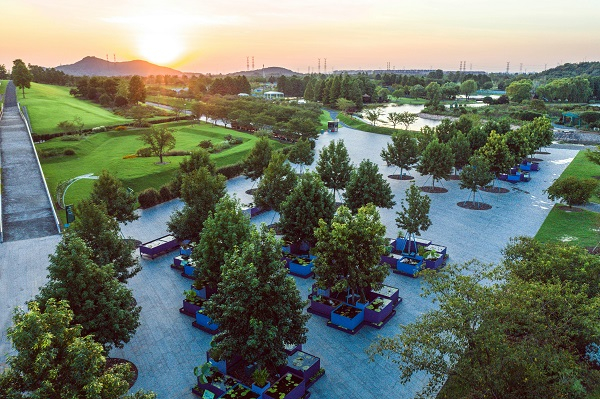 图说：辰山植物园用“碎石法”种植的北美枫香郁郁葱葱。
