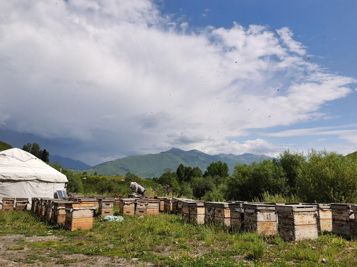 养蜂女李娟的“甜蜜事业”养蜂点。赵秀娟摄央广网发