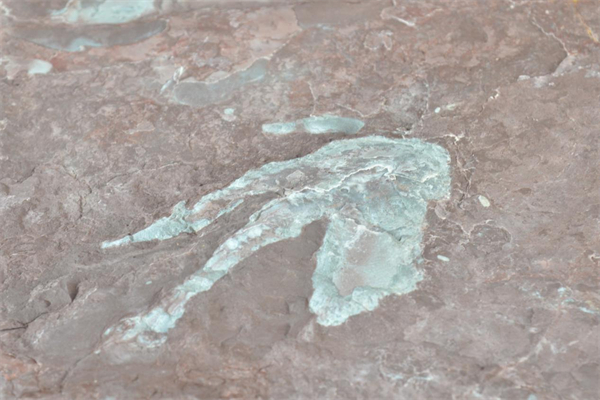 足迹底模化石（央广网发 苏世钰摄）