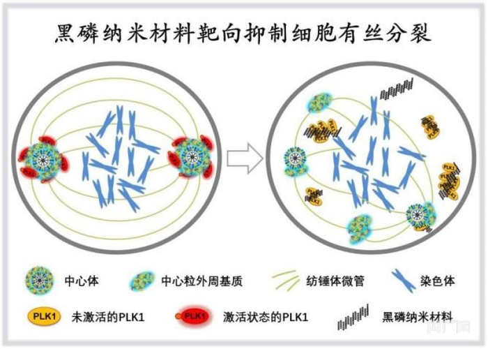 黑磷纳米材料阻断细胞有丝分裂的分子机制（央广网发 深圳先进院供图）