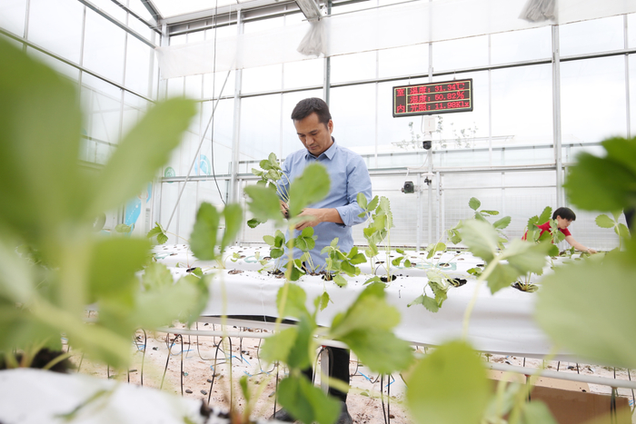 ▲去年夏天，云南省农业科学院研究员阮继伟和团队，为比赛队伍提供了全方位的农事管理服务，并对各队伍的草莓进行甜度、硬度等数值测定。图｜穆功