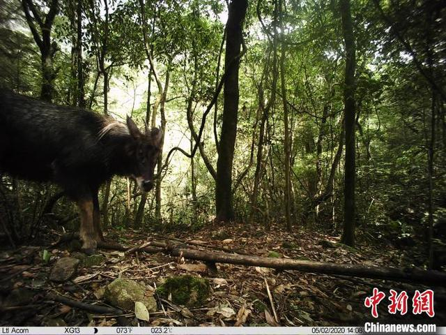 “四不像”——中华鬣羚（资料图） 广东省林业局 供图