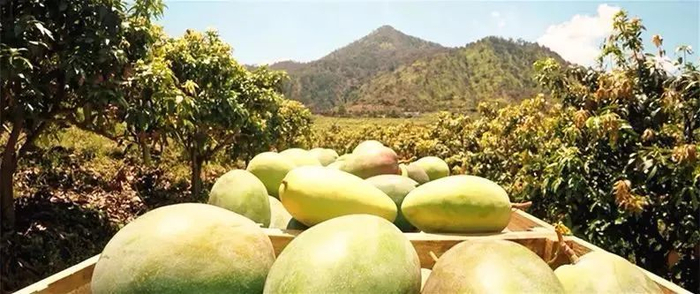 △ 攀枝花芒果。图 攀枝花广播电视台融媒中心