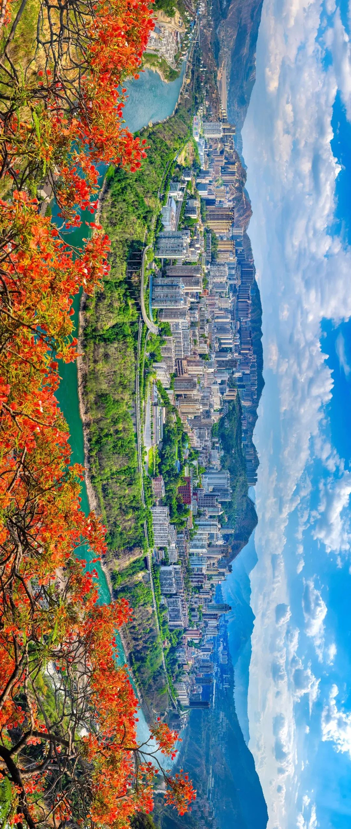 △ 攀枝花。 王东摄影