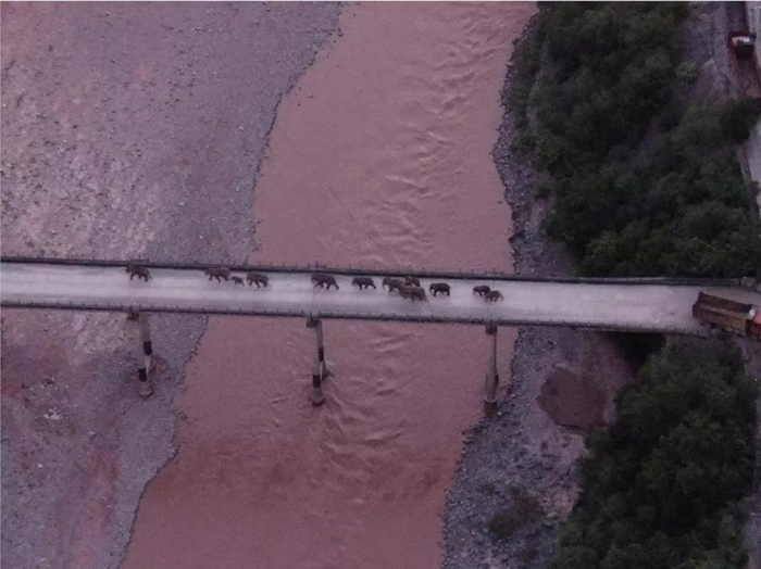 象群通过元江大桥（央广网发 云南省森林消防供图）