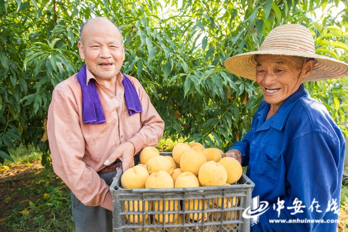 芜湖市繁昌区孙村镇黄浒社区乐田小镇黄桃基地，果农享受丰收的喜悦