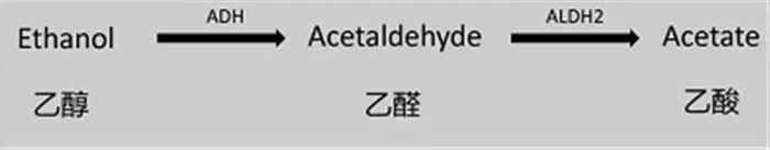 △乙醇在ADH的作用下转化成乙醛（Acetaldehyde），再在ALDH，尤其是ALDH2的作用下转化为乙酸（Acetate） ，图片来源于果壳。