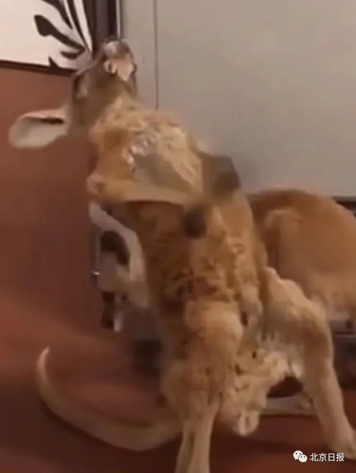 视频截图