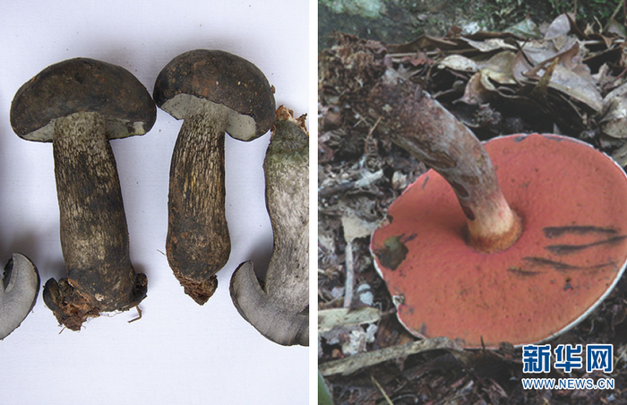 左图为张飞网柄牛肝菌，新华网发（杨祝良 摄）；右图为关羽美柄牛肝菌，新华网发（曾念开 摄）