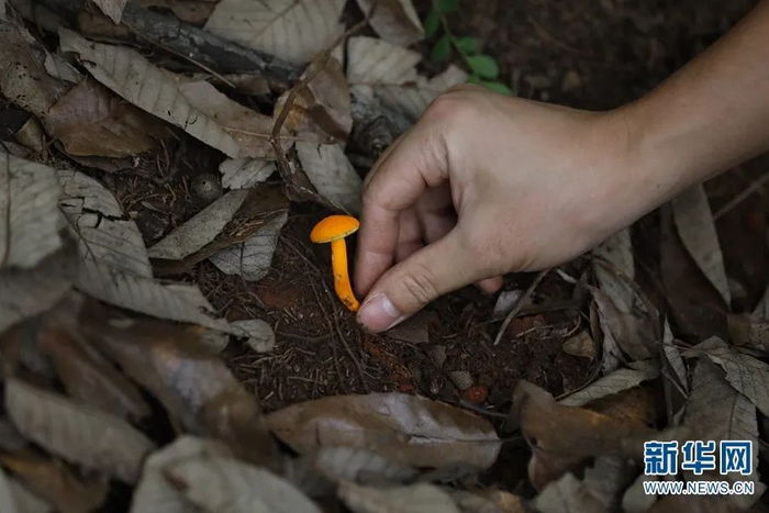 吴刚在林中采集标本。新华网 赵普凡 摄