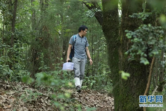 吴刚在林中寻找野生菌。新华网 赵普凡 摄