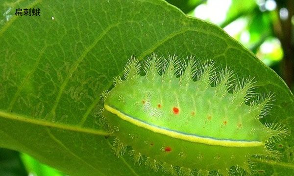 虫子请绕道,一旦触碰到,会疼到你怀疑人生|果园|刺蛾|果树_新浪新闻