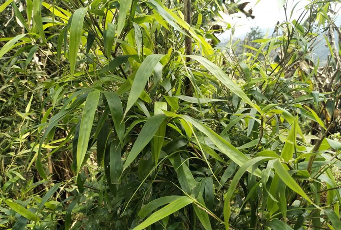 竹叶子中间的嫩芽心,小儿久热不退,肝火旺,尿黄消肿,治疗失眠