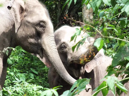大象在林间觅食（图片来源：西双版纳亚洲象保护协会）