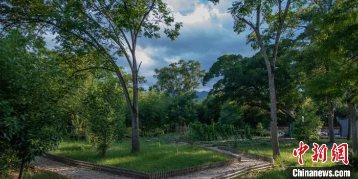 图为八都镇溪池村绿树荫映。　蕉城区融媒体中心 供图