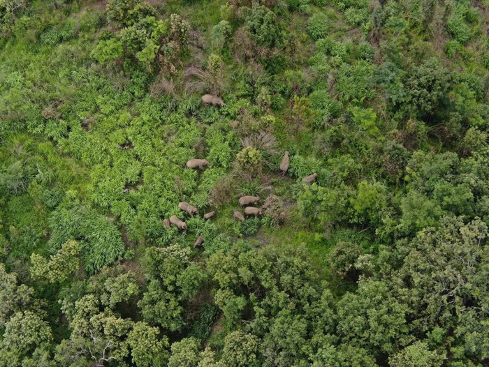 云南省森林消防总队 供图