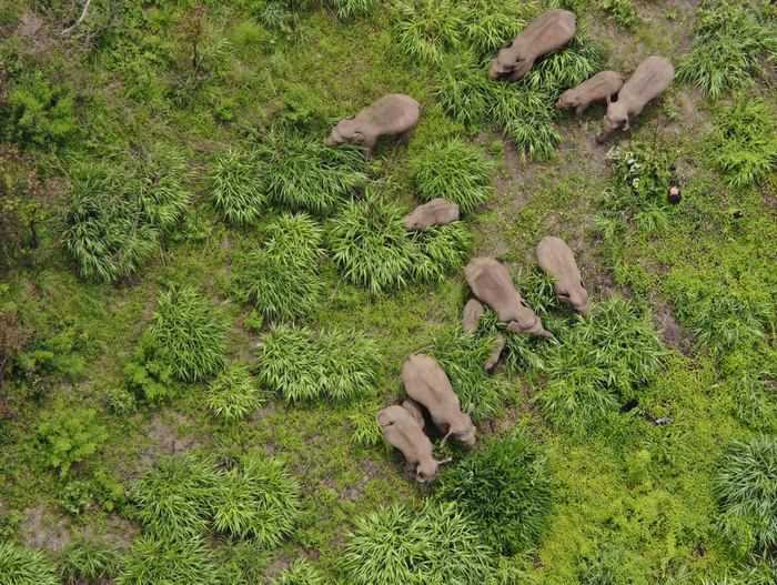 云南省森林消防总队 供图