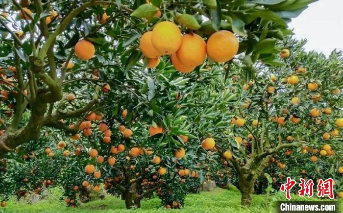 图为八都镇溪池村特色水果种植。　蕉城区融媒体中心 供图