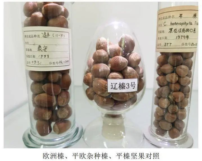 欧洲榛、平欧杂种榛、平榛坚果对照。 辽宁省林业发展服务中心供图