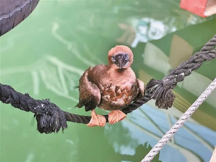 在大梅沙游艇会“荡秋千”的红脚鲣鸟。陈大良 摄