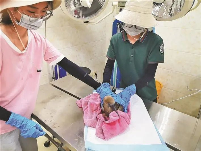 深圳市野生动物救护部门工作人员为红脚鲣鸟检查身体。王凯 摄